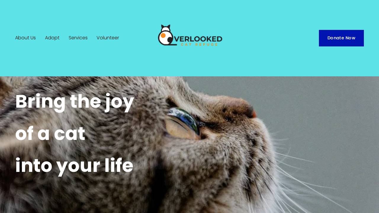 Overlooked Cat Refuge website screenshot